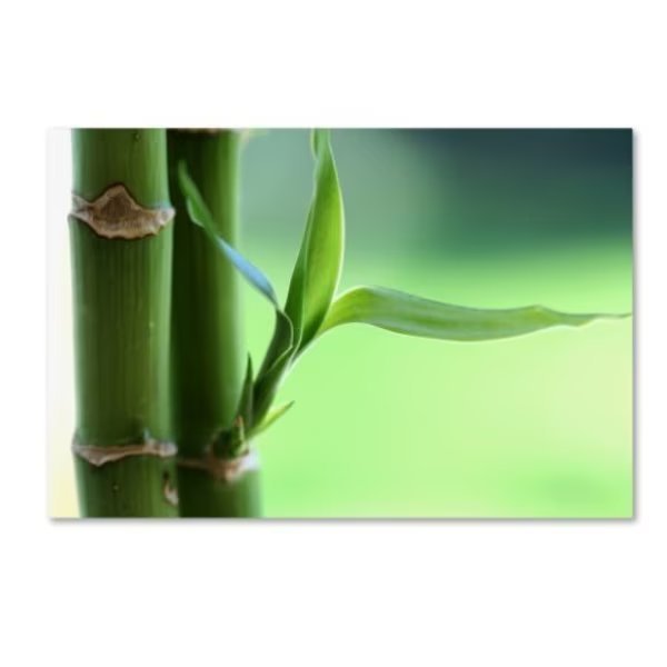 Beata Czyzowska Young 'Green Dream' Canvas Art, 30x47, Trademark Fine Art, Mfr#: BC0179-C3047GG